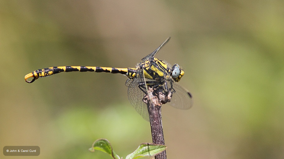 J14_1147 Onychogomphus uncatus.JPG